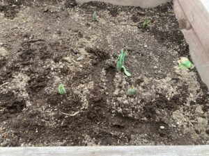 チューリップの球根から芽が出ました。