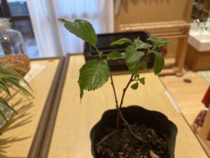 さくらの苗木から葉っぱが出てきました🌸