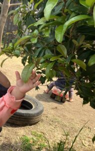 葉っぱ、いいなぁ